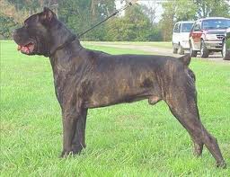 Cane Corso Italiano